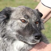 Sira - zutraulich u. verschmust, Hündin zur Adoption