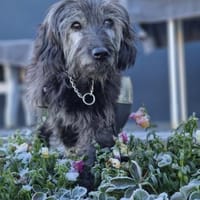 Sally, Hündin zur Adoption