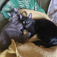 Bono & Flint suchen zusammen, Kater zur Adoption