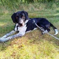 Nando  auf der Suche nach einem ruhigen, Hund zur Adoption