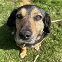 Onni 3-5 Jahre 39 cm, Hund zur Adoption