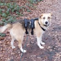 Lissy 52 cm (Pflegestelle), Hündin zur Adoption