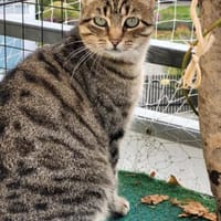 Tigermädchen Flia sucht ihre Familie, Katze zur Adoption