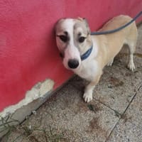 Nico - kinderlieber Jungrüde, Hund zur Adoption