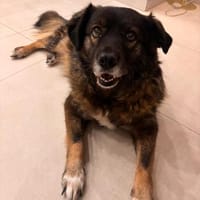 Liebe Azar braucht eine zweite Chance, Hündin zur Adoption