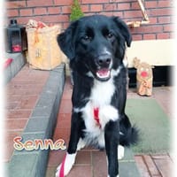 Wunderschöner Senna aus Hamminkeln, Hund zur Adoption