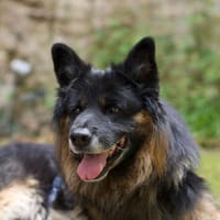 Senior Bruno sucht seine Menschen, Hund zur Adoption