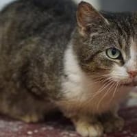 Frieda - unser absolutes Sorgenfellchen, Katze zur Adoption