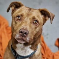 Hannibal, Hund zur Adoption