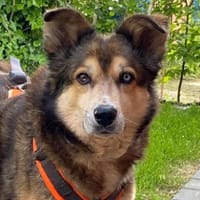 Husky-Mix LEXY sucht Anschluss, Hündin zur Adoption