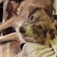 💙 Toller Junghund Diesel sucht dich! 🐾, Hund zur Adoption