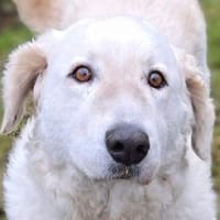 ZUZA braucht ein Zuhause, Hündin zur Adoption