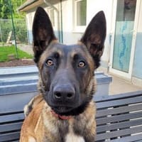 Tony braucht geduldige Besitzer, Hund zur Adoption