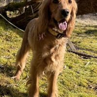 Wartet bei München auf Dich ,Cocker Bub, Hund zur Adoption