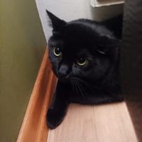 Pelle - der Kater-Eroberer, Kater zur Adoption