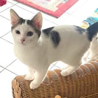 FLORA, Katze zur Adoption