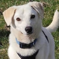Ein Zuhause für den süßen IVORY, Hund zur Adoption