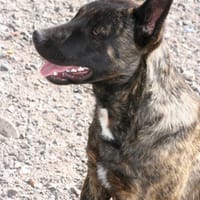 RENAUD 🌟 traumhafter Charakter!, Hund zur Adoption