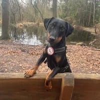 💙Emil sucht sein Zuhause 💙, Hund zur Adoption