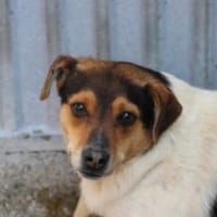 Vela - kinderlieb u. zutraulich, Hündin zur Adoption