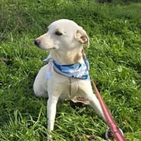 Pamuk eine tolle Familienhündin, Hündin zur Adoption