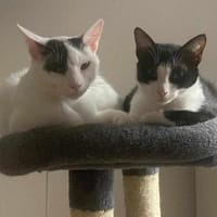 Penny und Pepe gemeinsam, Kater zur Adoption