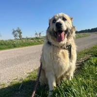 Nua eine sanfte Traumhündin, Hündin zur Adoption