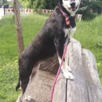 Luna 58 cm (Pflegestelle), Hündin zur Adoption