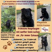 Koksi sucht seine Menschen🐾, Hund zur Adoption