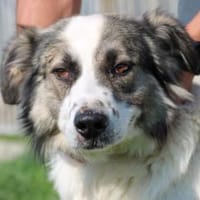 Turon - hübscher Wuschelrüde, Hund zur Adoption