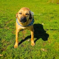 Kati ein sehr liebes Mädchen, Hündin zur Adoption