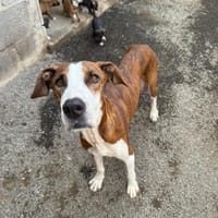 Mami Kira, Hündin zur Adoption