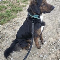 AKKI - das will ich richtig gut lernen, Hund zur Adoption