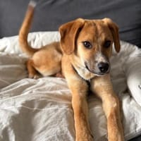 junger Rüde, Peanut auf PS in Leverkusen, Hund zur Adoption