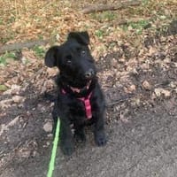 Zuckersüße LEA sucht ihr Zuhause, Hündin zur Adoption