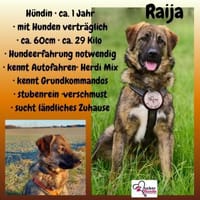 Die liebe 💕Raija 💕sucht ihre Menschen, Hündin zur Adoption