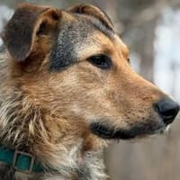 Flinti freut sich auf dich, Hund zur Adoption