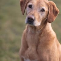 Milo, Hund zur Adoption