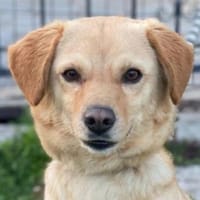 Flora, geb. ca. 03/2024, 51105 Köln, Hündin zur Adoption