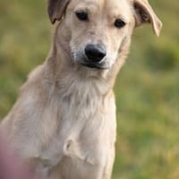 Hui Buh, Hund zur Adoption