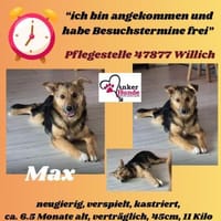 Max sucht ein schönes Zuhause, Hündin zur Adoption