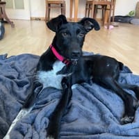 Flor sucht Hundemenschen mit Herz, Hündin zur Adoption