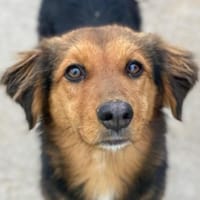 Sheyla, geb. ca. 08/2025, 30655 Hannover, Hündin zur Adoption