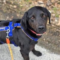 SANTOS - geb. ca. 02/2022 - ca.40cm/12kg, Hund zur Adoption