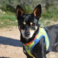 Nelson sucht sein Zuhause, Hund zur Adoption