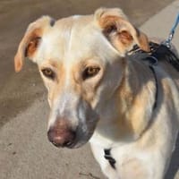 JayJay möchte Sie durchs Leben begleiten, Hund zur Adoption