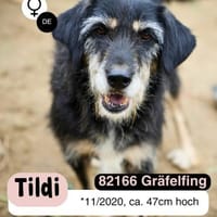 Fröhliche TILDI wartet auf ihr Glück, Hündin zur Adoption