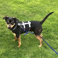 Freundlicher Rüde Goody, Hund zur Adoption