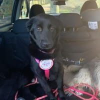 💕Amy💕 sucht eine liebe Familie 💕🐾💕, Hündin zur Adoption