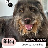Unkomplizierter RILEY sucht Liebe, Hund zur Adoption